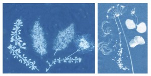 Sunprints