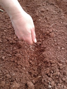 flaxsowing