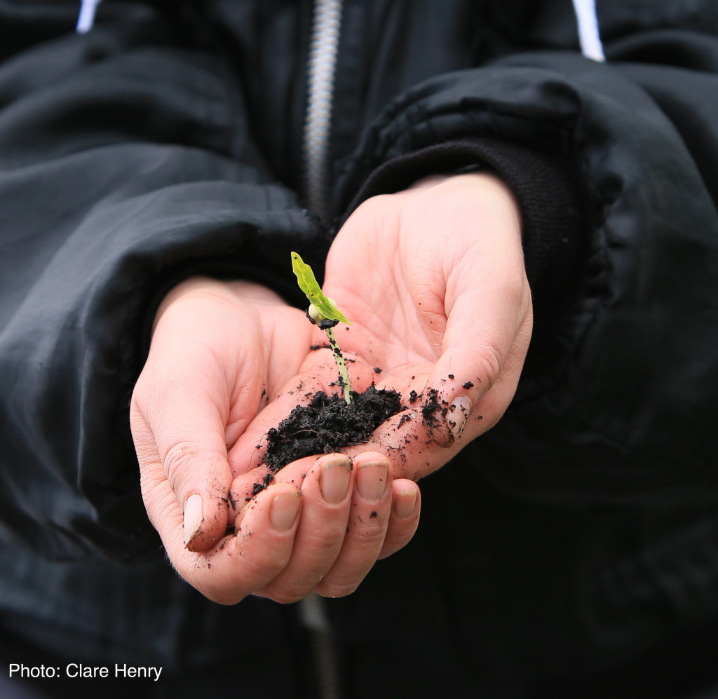 SEEDLING in Hands (IMG_1706 jpg ) cropped