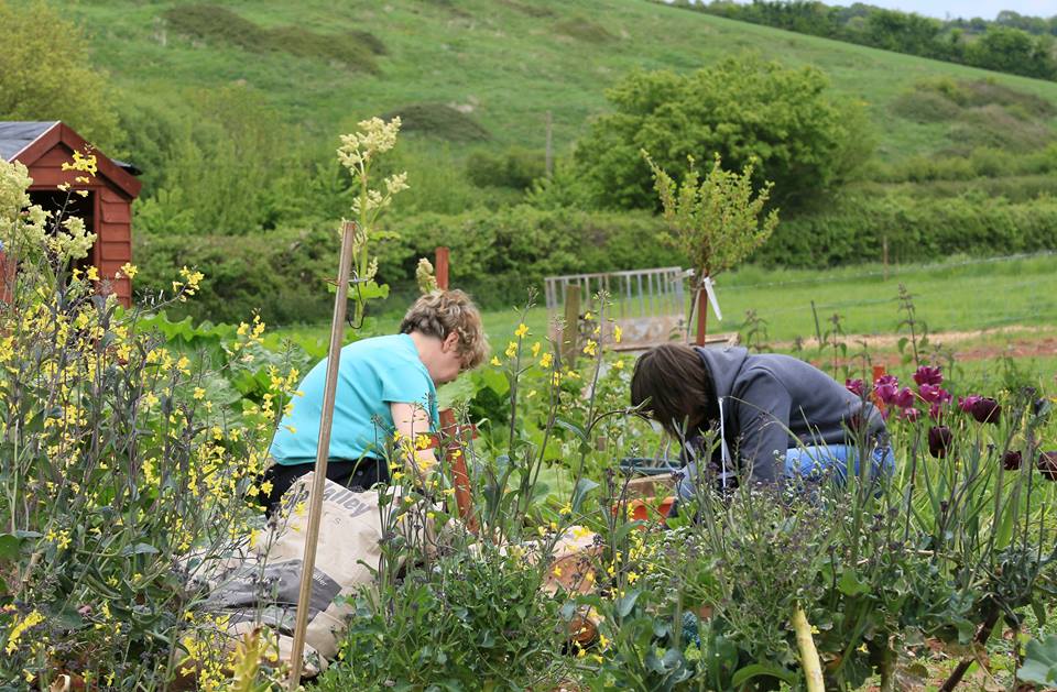 organicarts Community Garden