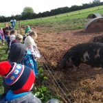 October Visit - pigs