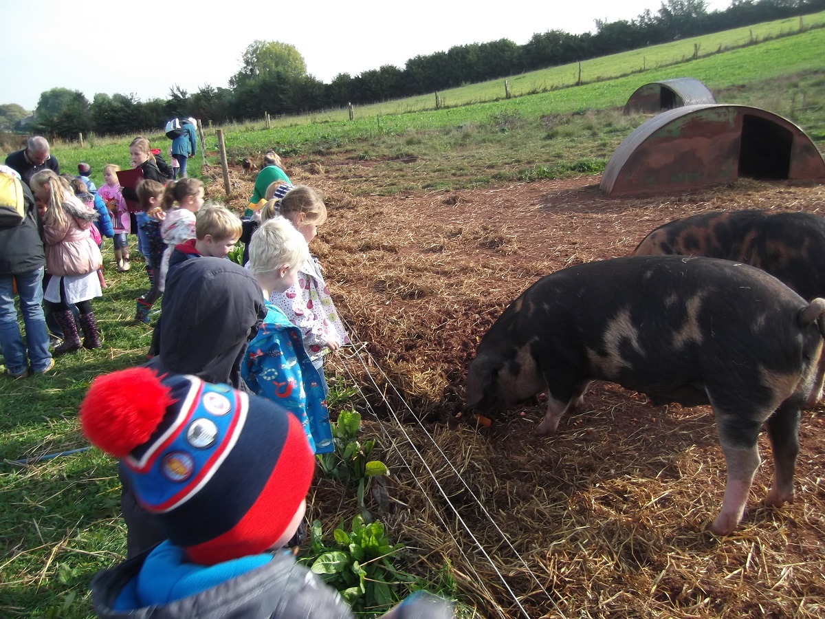 October Visit - pigs